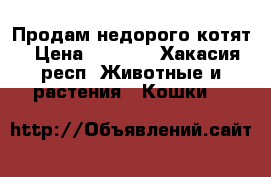 Продам недорого котят › Цена ­ 2 500 - Хакасия респ. Животные и растения » Кошки   